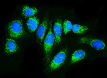Immunofluorescent staining of FFPE human U-2 OS cells with TRAP alpha antibody (green) and DAPI nucl