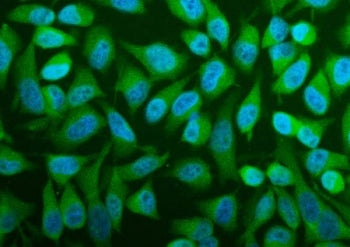 Immunofluorescent staining of FFPE human HeLa cells with PFAS antibody (green) and DAPI nuclear stai