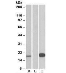 Western blot testing of HEK293 lysate over expressing human UCN3-FLAG with Urocortin 3 antibody [1ug