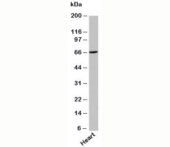 Western blot testing of human samples with UNC93B antibody at 3ug/ml.