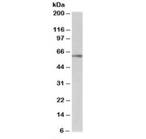 BAIAP2 Antibody