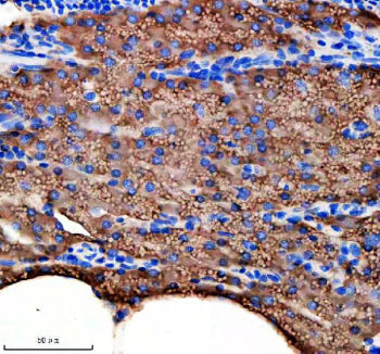 Immunohistochemical analysis of Idh3b protein using Zebrafish Idh3b antibody and paraffin-embedded z
