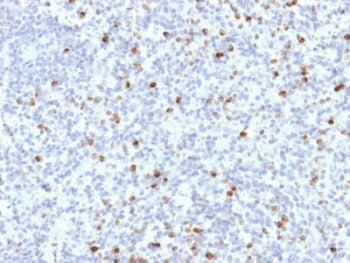 IHC testing of FFPE human spleen with Perforin antibody (clone PRF1/2468). HIER: boil tissue section