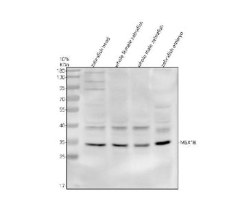 Western blot analysis of Msx1b protein using Zebrafish Msx1b antibody and 1) zebrafish head, 2) whol