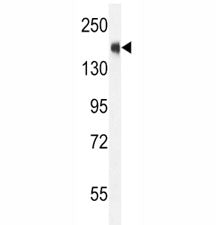 SRC-1 Antibody