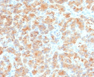 IHC staining of FFPE human pancreas with recombinant Glycoprotein 2 antibody (clone PSGMG2-2R). HIER