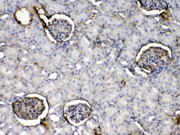 IHC testing of FFPE rat kidney tissue with Crp antibody at 1ug/ml. Required HIER: steam section in p
