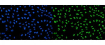 IGF2-AS Antibody