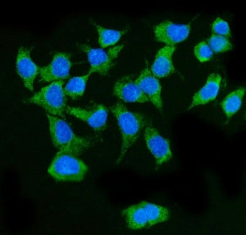 MAVS Antibody (IPS-1)