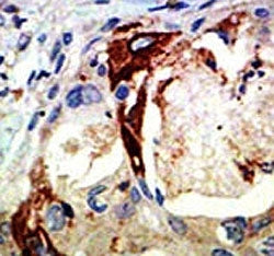 Myb Antibody