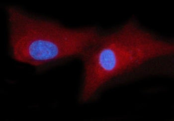Immunofluorescent staining of FFPE human U-87 MG cells with WRS antibody (red) and DAPI nuclear stai