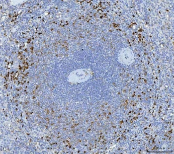 GZMK Antibody / Granzyme K