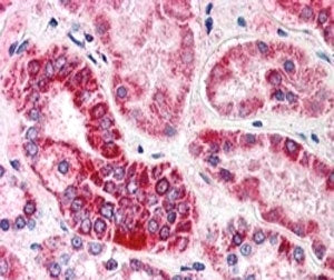 IHC staining of FFPE human kidney with GULP1 antibody at 5ug/ml. HIER: steamed with pH6 citrate buff