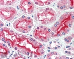 IHC testing of FFPE human kidney with AGAP3 antibody at 5ug/ml. HIER: steamed with pH6 citrate buffe