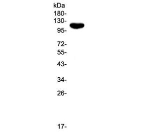 Western blot testing of human Jurkat cell lysate with CD43 antibody. Expected molecular weight: 45-1