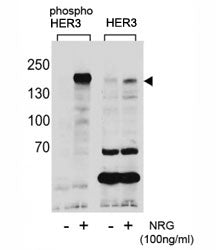 Western blot analysis of extracts from T47D cells, untreated or treated with NRG, using phospho-HER3