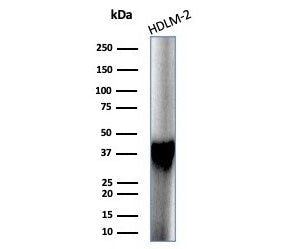 STING1 Antibody / TMEM173 / ERIS / MITA