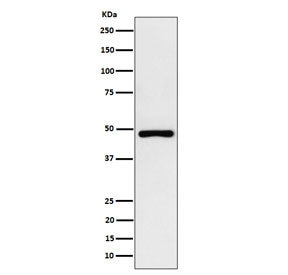 Western blot testing of human HepG2 cell lysate with recombinant PAH antibody. Predicted molecular w
