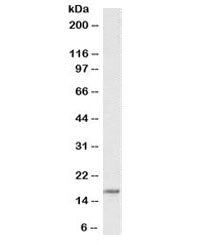 Western blot testing of human Daudi cell lysate with CD83 antibody at 1ug/ml. Predicted molecular we