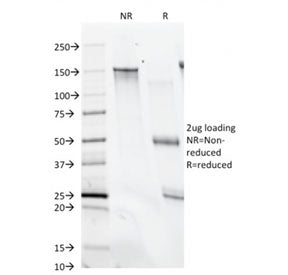 SDS-PAGE analysis of purified, BSA-free CD28 antibody (clone C28/74) as confirmation of integrity an