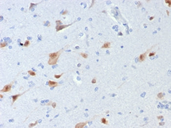 NeuN Antibody / Fox3 / Rbfox3