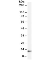 S100A4 Antibody