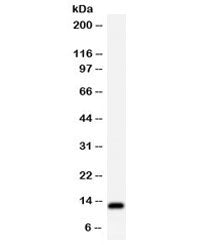 Western blot testing of HeLa cell lysate with TFF1 antibody. Expected/observed molecular weight ~12 