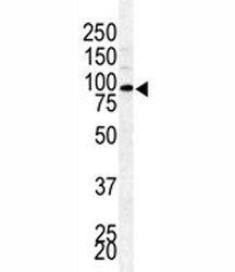 Western blot analysis of BAP1 antibody and mouse testis lysate. Expected molecular weight: 80-100 kD