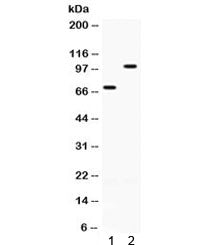 ZP1 Antibody / Zona pellucida sperm-binding protein 1