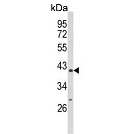 PPID Antibody / Cyclophilin D