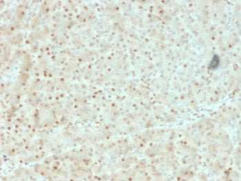 IHC testing of FFPE human pancreas with AKT1 antibody (clone AKT1/2552). HIER: boil tissue sections 