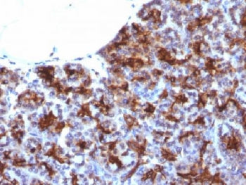 IHC testing of FFPE human pancreas with MAML3 antibody (clone MAML3/1303). Staining of FFPE tissue r
