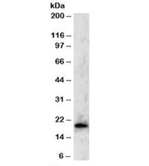 TBPL1 Antibody