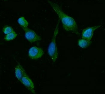 Immunofluorescent staining of FFPE human U-2 OS cells with HSD3B1/2 antibody (green) and DAPI nuclea