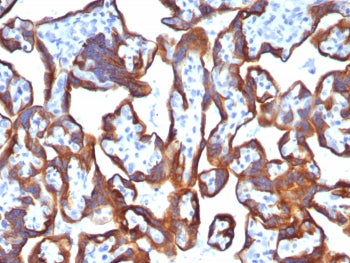 IHC staining of FFPE human placental tissue with Cytokeratin 7 antibody (clone KRT7/8121R). HIER: bo