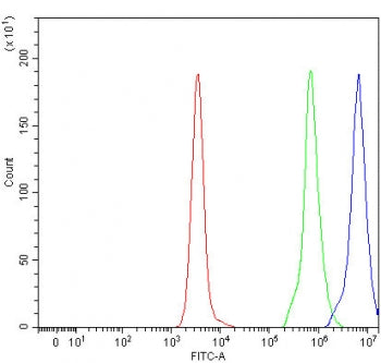 TMEM5 Antibody / Transmembrane protein 5 / RXYLT1