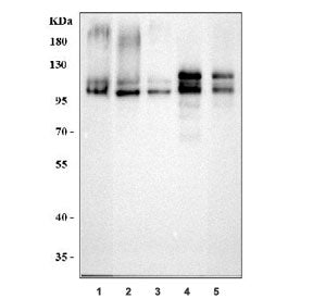 APLP2 Antibody
