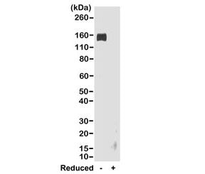 Western blot of nonreduced(-) and reduced(+) rabbit IgG (20ng/lane), using 0.2ug/ml of the recombina