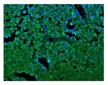 CD45 Antibody