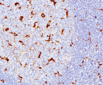 CD68 Antibody Cocktail