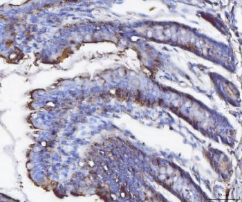 FGF19 Antibody