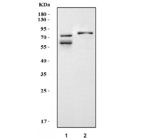 Kv4.1 Antibody / KCND1