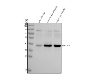 Western blot analysis of SOX1a/b protein using Sox1 antibody and 1) zebrafish head, 2) whole female 