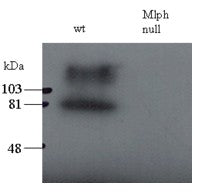 Melanophilin Antibody