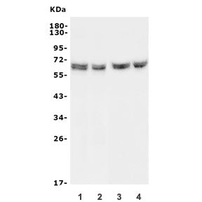 Western blot testing of 1) rat PC-12, 2) rat RH35, 3) mouse HEPA1-6 and 4) mouse SP2/0 lysate with H
