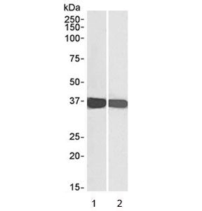 Western blot testing of human 1) HEK293 and 2) HeLa cell lysate with GAPDH loading control antibody 