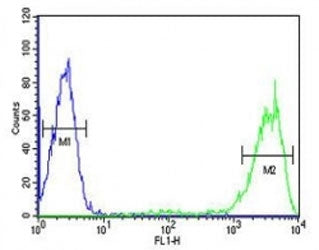 Rab5 antibody flow cytometric analysis of HL-60 cells (right histogram) compared to a negative contr