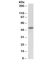 Western blot testing of rat brain lysate with GPR83 antibody at 1ug/ml. Predicted molecular weight: 