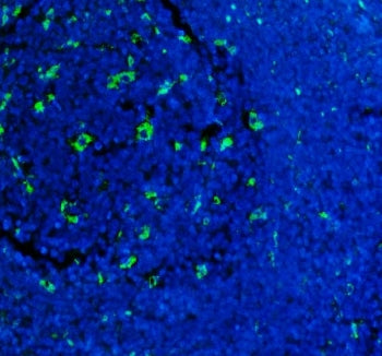 Immunofluorescent staining of FFPE human tonsil tissue with CD68 antibody (green) and DAPI nuclear s