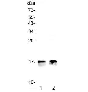 Western blot testing of 1) rat heart and 2) mouse heart lysate with COX4I1 antibody at 0.5ug/ml. Pre